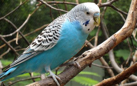 Australian Birds Who Make Great Pets Pets