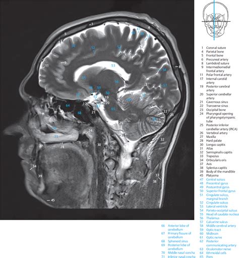 Sagittal Abdomen Sections Anatomy