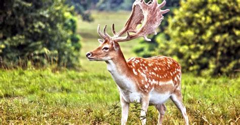 Deer In Texas Types Populations And Where They Live A Z Animals