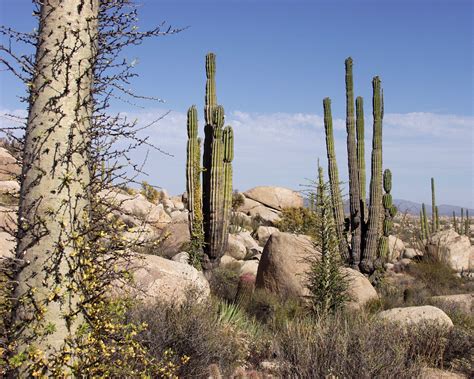 Filebaja California Desert Wikimedia Commons