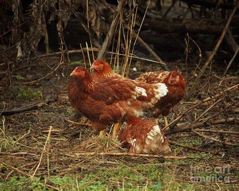 Farm Birds Photograph By Laura Birr Brown