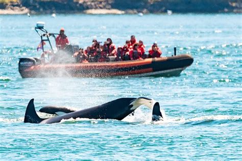 Tripadvisor Whale Watching Tour I En Zodiac Båd I Victoria Leveret Af
