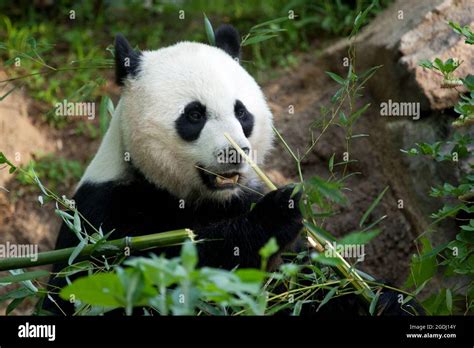 Female Giant Panda Mei Xiang Hi Res Stock Photography And Images Alamy