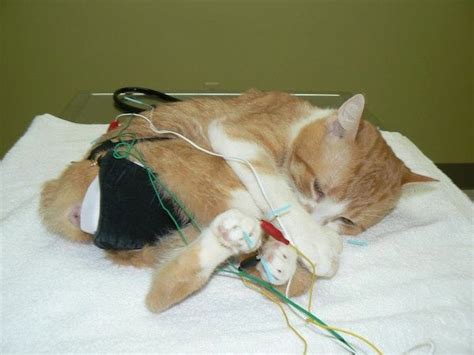 Monday Miracle Sheldon The Cat Manages Manx Syndrome With Acupuncture