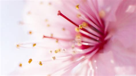 Looking for a bit stunning yet unique for your desktop? Pink Flower Wallpapers High Quality | Download Free