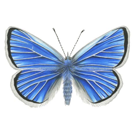 Bay Nature Behind The Effort To Keep The Mission Blue Butterfly Flying