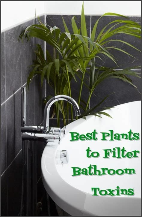 New House Plan 40 Small Indoor Plants For Bathroom