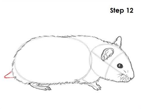 How To Draw A Hamster Cute Animal Drawings Animal Drawings Animal