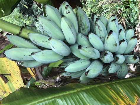 Blue Java Bananas They Taste Like Vanilla Ice Cream And You Can Buy