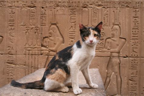 ¿por Qué Los Antiguos Egipcios Momificaban A Sus Gatos National