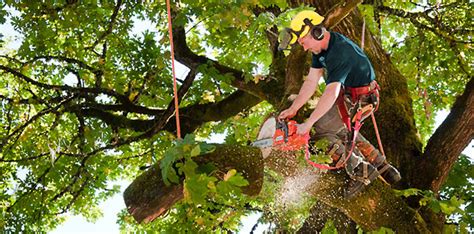 The Obvious Benefits Of Hiring Tree Removal Services - Pratha Tree Service