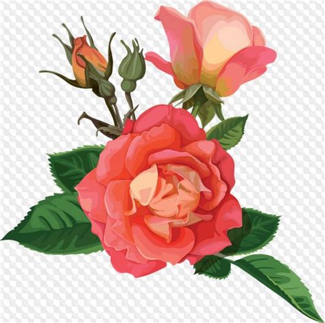 Rose Clipart With Transparent Background Rose Flower Clipart Psd Png Download