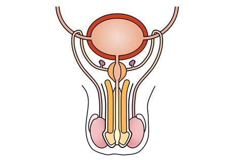 Posted in anatomy | tagged male, male anatomy, male anatomy diagram, male chart male body parts diagram. Male Reproductive System Diagram Unlabeled - ClipArt Best