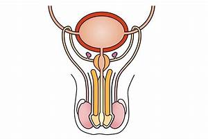 Diagram Of Unlabelled Male Reproductive System