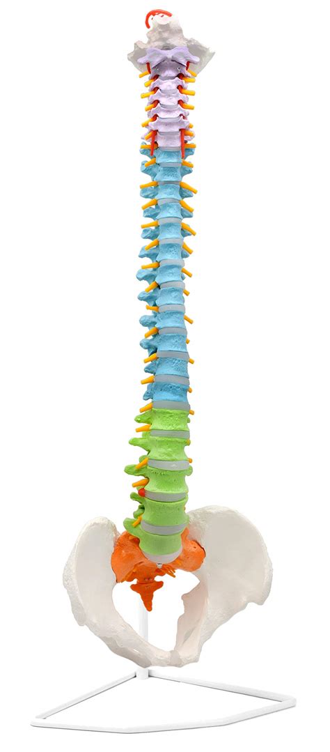 Buy Flexible Human Spine Pelvis Anatomical Model Color Coded Cervical Thoracic Lumbar