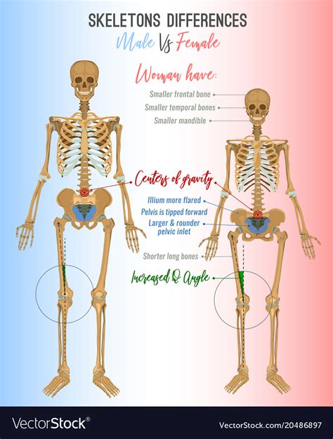 Skeleton Differences Image Royalty Free Vector Image