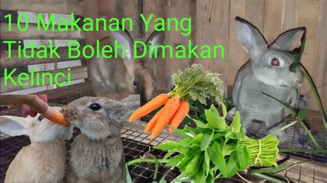 Sebenarnya bukannya hewan kelinci peliharaan tidak boleh memakan makanan di bawah ini akan tetapi lebih baik dihindari karena dari beberapa. Beberapa Jenis Makanan Yang Tidak Boleh Dimakan Kelinci ...