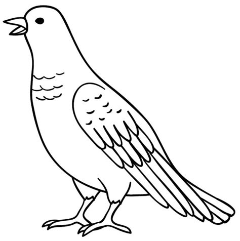 sketsa burung nuri merpati garuda elang