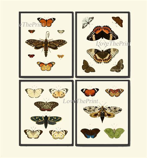 Butterfly Prints Set Of 4 Beautiful Antique Vintage Butterflies