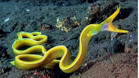 10 Amazing Sea Creatures Around The World Worldwide Aquaculture Gambaran