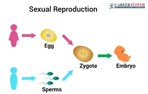Sexual Reproduction Types Examples And Advantages