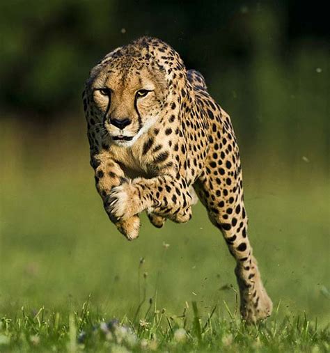 Cheetah The Fastest Land Animal In The World
