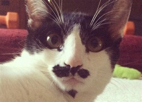 Ten Cats With Better Styled Facial Hair Than You