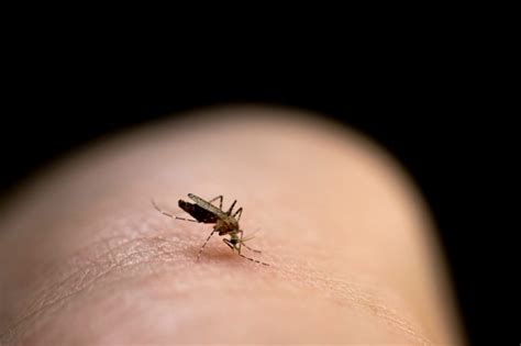 The Weird Reason Your Mosquito Bites Itch For So Long The Healthy