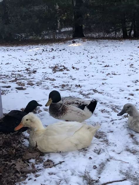 Winter Duck Care The Cape Coop