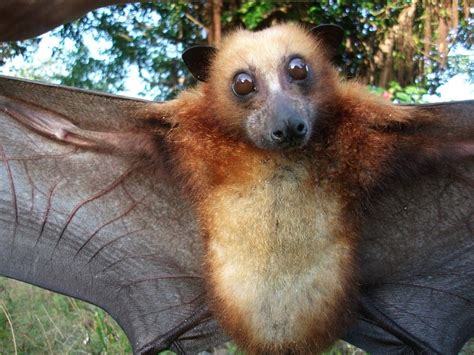 Not Found Cute Bat Animals Beautiful Bat Species