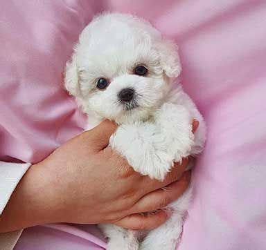 Find local cavapoo puppies in dogs and puppies in the uk and ireland. Maltese Puppies For Sale Near Me | Delight Teacup Puppies ...