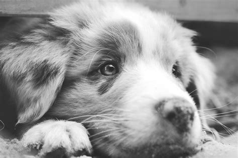 Free Images Black And White Puppy Fur Closeup Close Up Nose