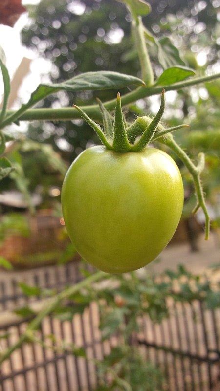 A Gardeners Guide To Growing Organic Tomatoes Dream
