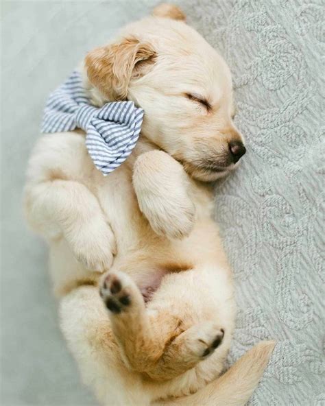 Recklessly Adorable Golden Retriever Cutest Puppies Ever