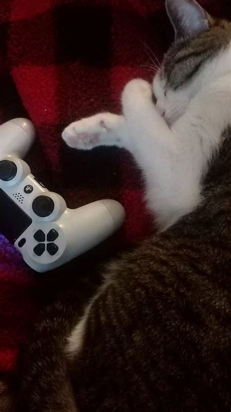 Sleepy Controller Cat Rps4