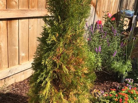 Emerald Green Arborvitae Dying Pictures Picturemeta