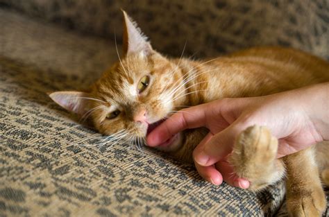 Cats may pant when stressed, for example, when you put them in the carrier to visit the vet. 9 Tips to Stop Your Cat from Biting