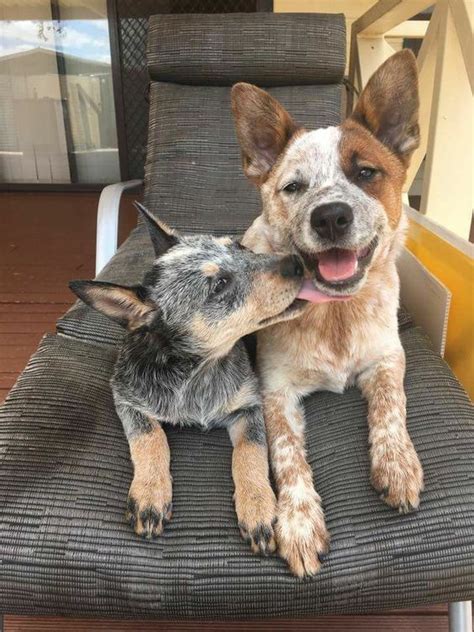 Visit us now to find the right australian shepherd for you. German Shepherd Australian Cattle Dog Mix: The Blue Heeler ...