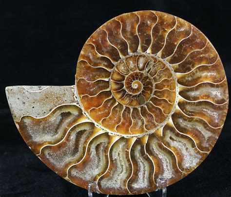 395 Agatized Ammonite Fossil Half 32465 For Sale