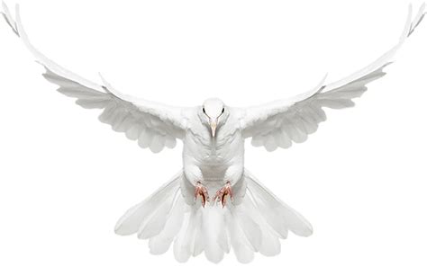 Flying White Pigeon Png Image Png Mart
