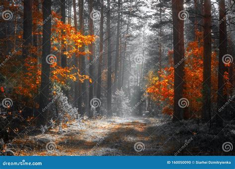 Autumn Nature Landscape Colorful Forest In Sunlight Scenery Fall