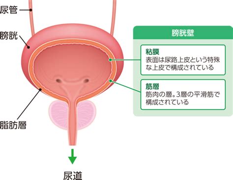 Перевод контекст 膀胱 c японский на русский от reverso context: 膀胱とは | 膀胱がんとは | MSD oncology がんを生きる