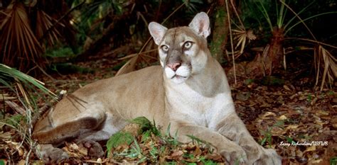 Panther Facts Friends Of The Florida Panther Refuge