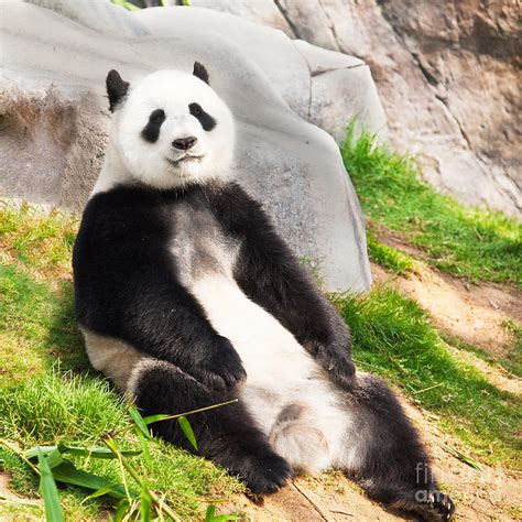 Giant Panda Animal Facts And Pictures All Wildlife Photographs
