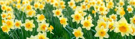 Daffodil Symbolism Meaning Legends Superstitions