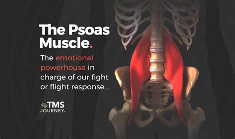 The Role Of The Psoas Muscle In Common Tms Symptoms