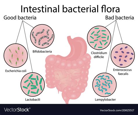 Intestinal Bacteria Flora Good And Bad Bacterias Vector Image 123952 Hot Sex Picture