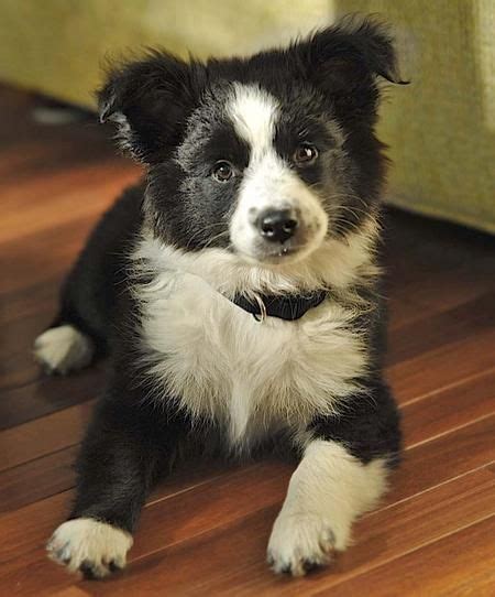 Australian Shepherd Border Collie Mix Puppies For Sale Border Collie