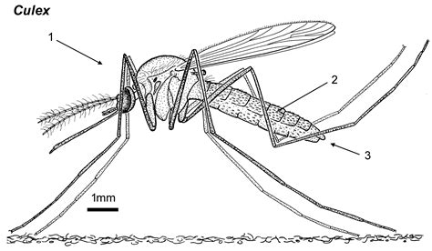 Types Of Mosquitoes Public Health