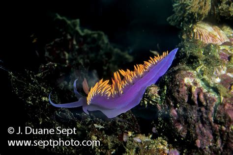 Intertidal Marine Life Of California Duane Sept Photography